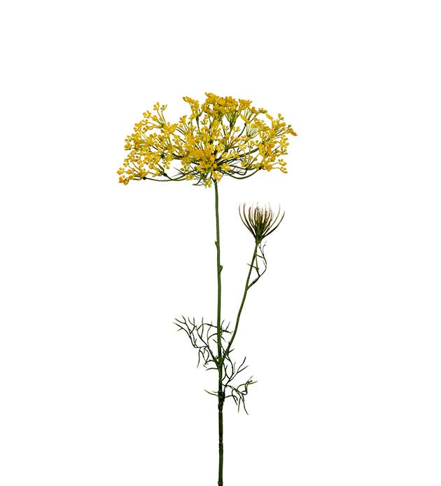 Allium 70 cm gul Mr Plant