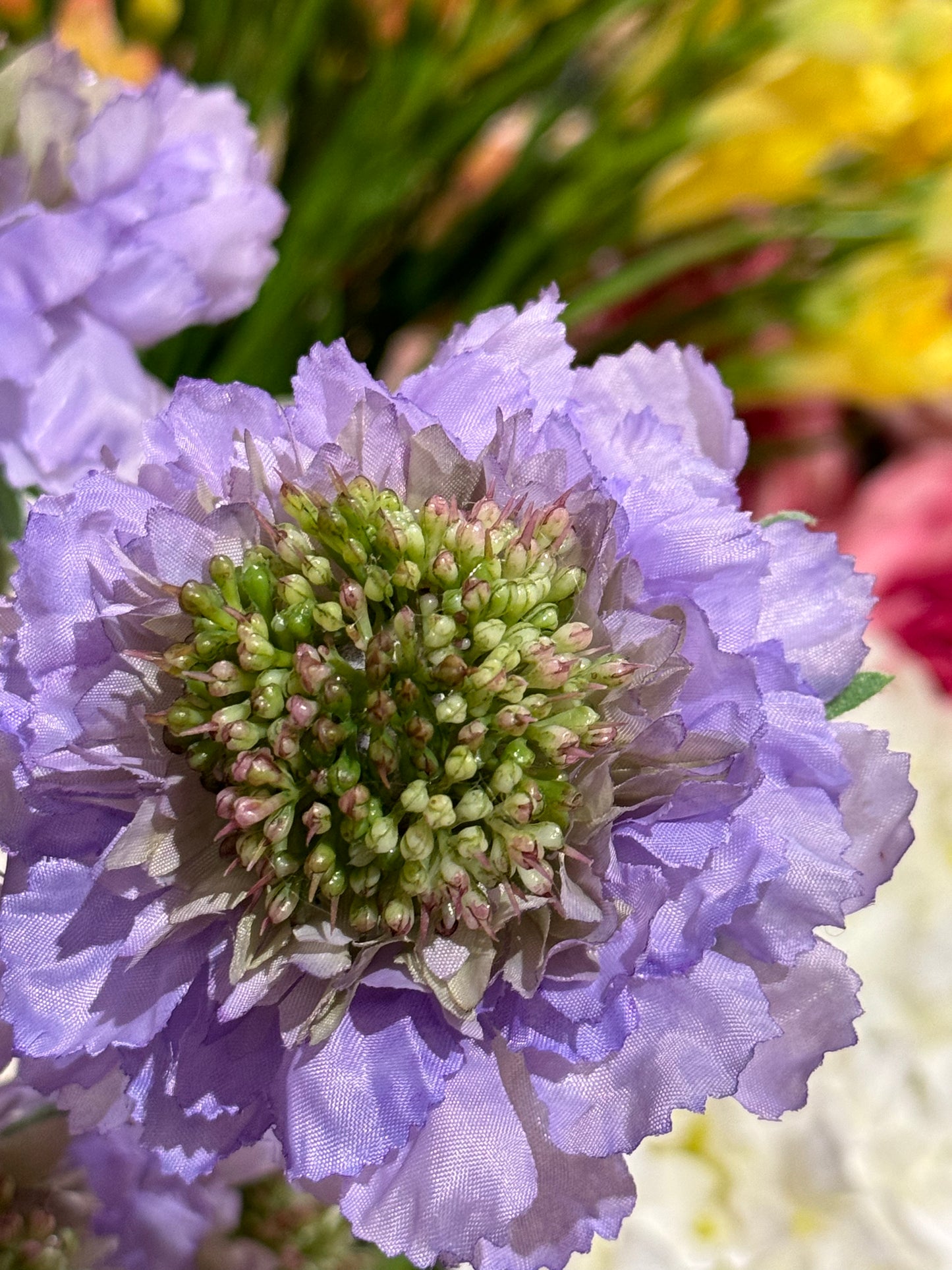 Scabiosa EDG Enzo de Gasperi