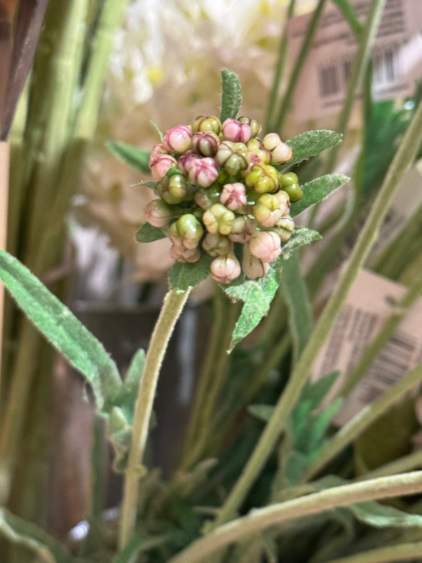 Scabiosa EDG Enzo de Gasperi