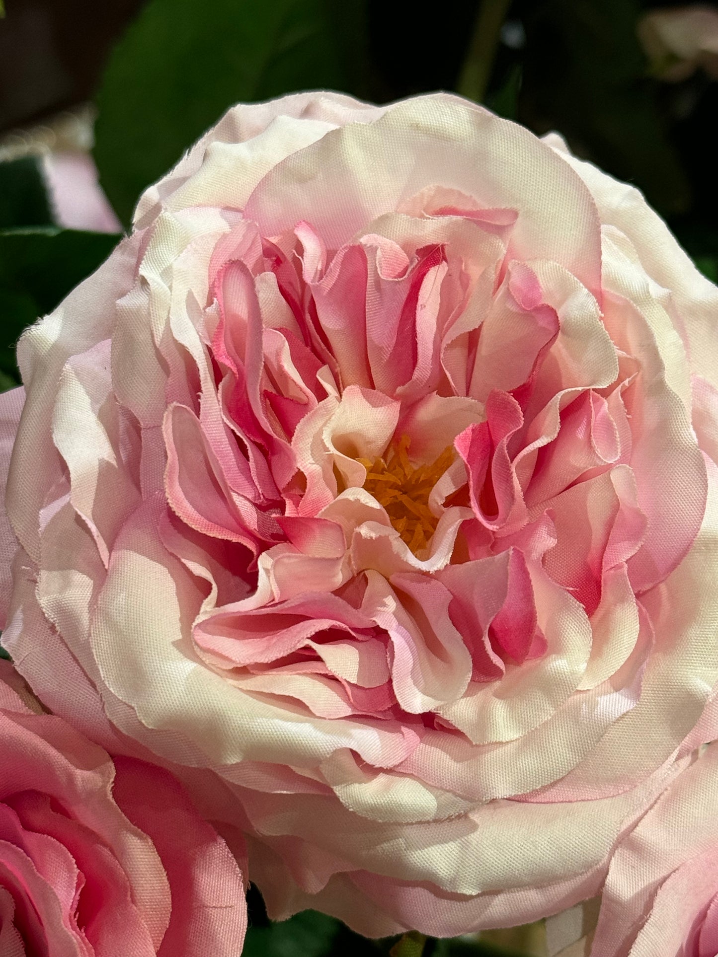 Rose Alma rosa og hvit EDG Enzo de Gasperi