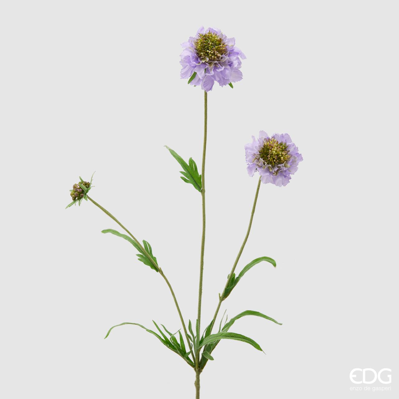 Scabiosa EDG Enzo de Gasperi