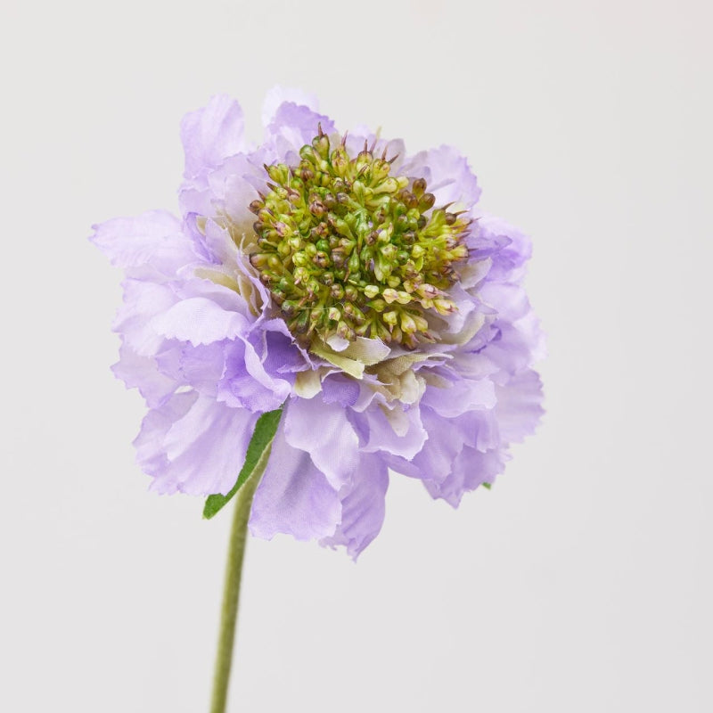 Scabiosa EDG Enzo de Gasperi
