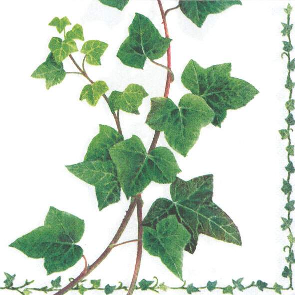 Serviett lunsj eføy Ivy Tendril Ambiente