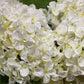 Hortensia hvit EDG