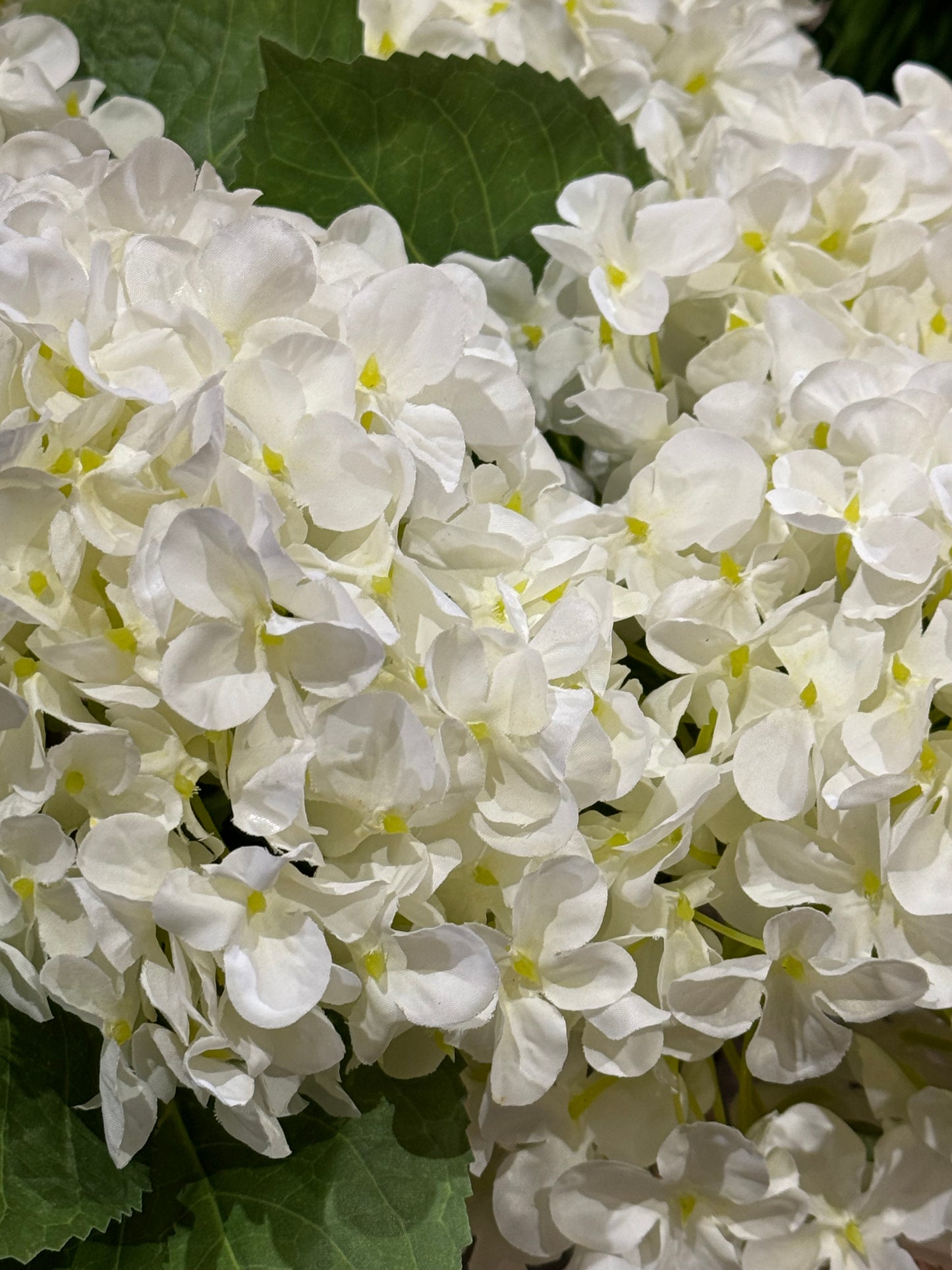 Hortensia hvit EDG