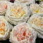 Roser hvit rosa dus Alma EDG