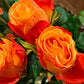 Rose oransje EDG