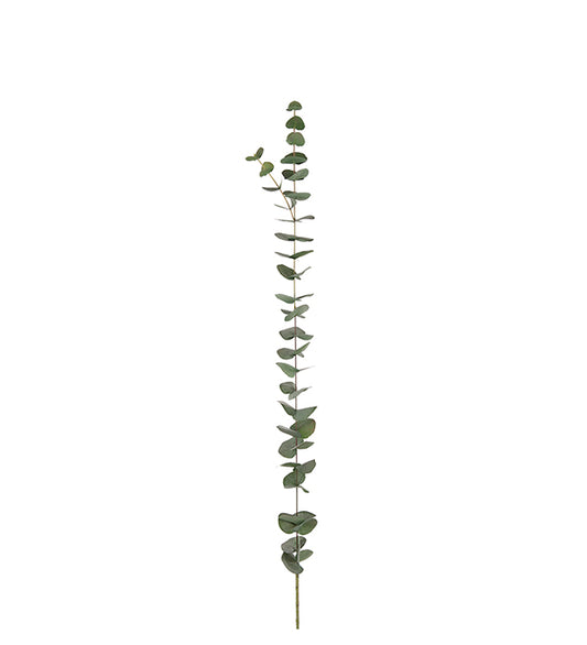 Eucalyptus kvist 120 cm Mr Plant