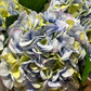Hortensia lys blå EDG