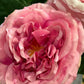 Rose Alma rosa mørk EDG
