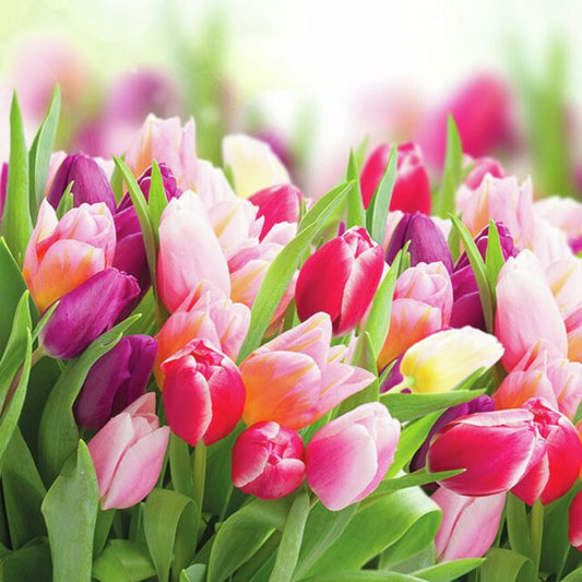 Serviett lunsj Glorious tulips Ambiente
