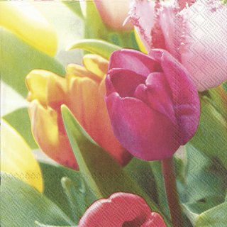 Serviett lunsj tulipaner Tulips melodies IHR