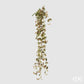 Begonia blader EDG