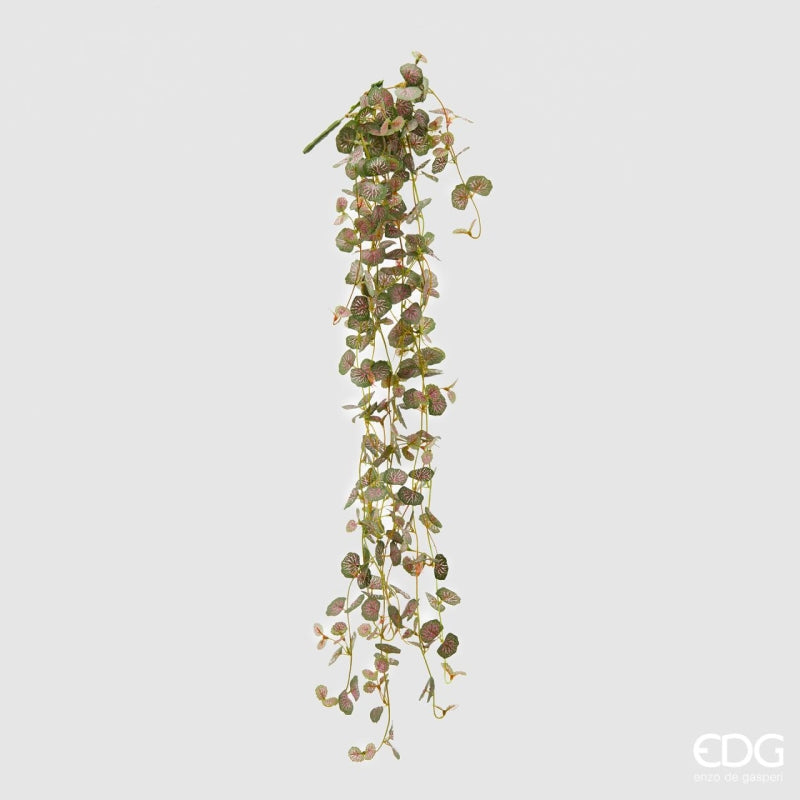 Begonia blader EDG
