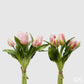 Tulipaner 5 stk rosa duse EDG Enzo de Casperi