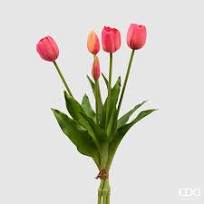 Tulipaner mørk rosa bunt 5 stk EDG