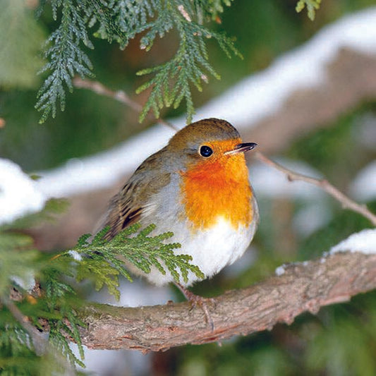 Serviett lunsj rødstrupe Robin in tree Ambiente