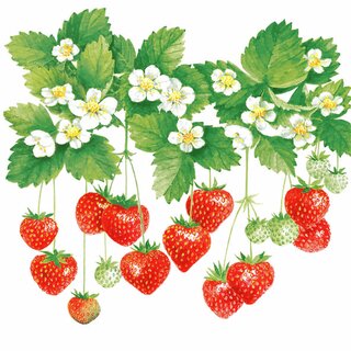 Serviett lunsj jordbær Summer fruits jordbær Ambiente