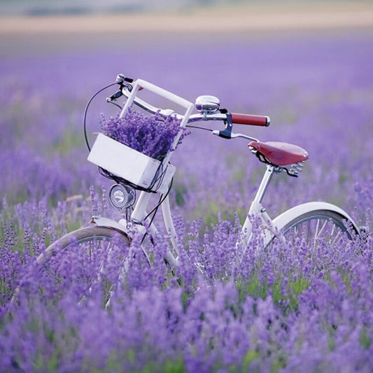 Serviett lunsj lavendel bike in lavender field Ambiente